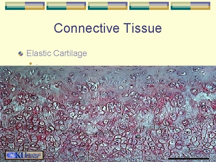 Connective Tissue Elastic Cartilage l . 