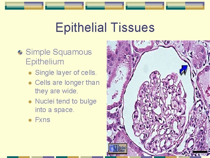 Epithelial Tissues Simple Squamous Epithelium l l Single layer of cells. Cells are longer