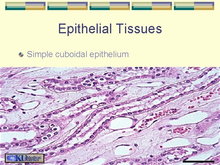 Epithelial Tissues Simple cuboidal epithelium 