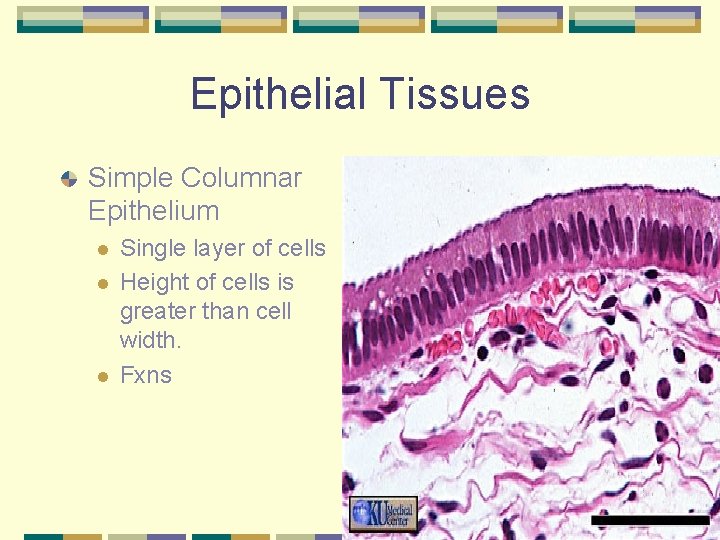 Epithelial Tissues Simple Columnar Epithelium l l l Single layer of cells Height of