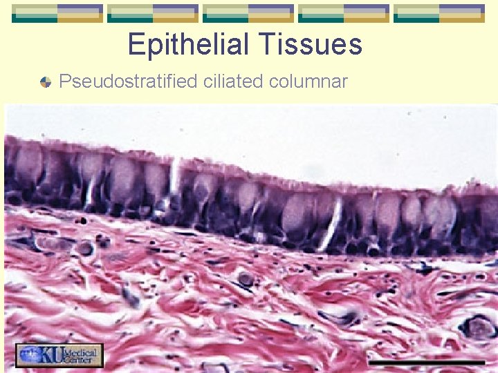 Epithelial Tissues Pseudostratified ciliated columnar 