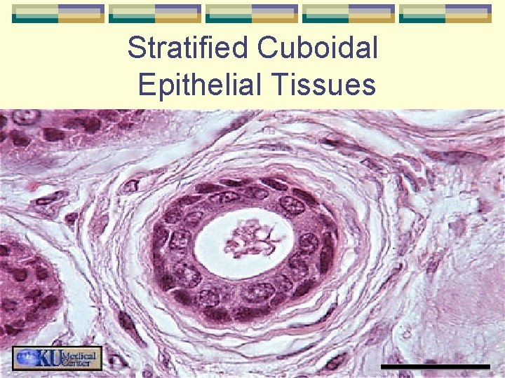 Stratified Cuboidal Epithelial Tissues 