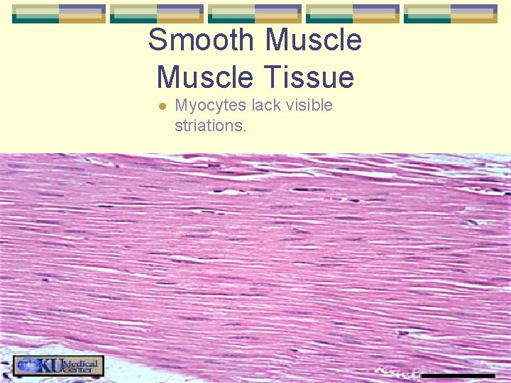 Smooth Muscle Tissue l . Myocytes lack visible striations. 