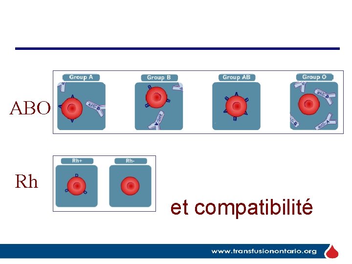 ABO Rh et compatibilité 