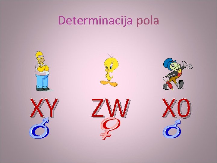 Determinacija pola XY ZW X 0 