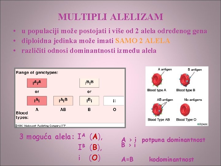 MULTIPLI ALELIZAM • u populaciji može postojati i više od 2 alela određenog gena