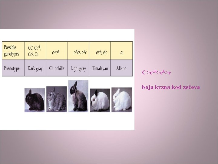 C>cch>ch>c boja krzna kod zečeva 