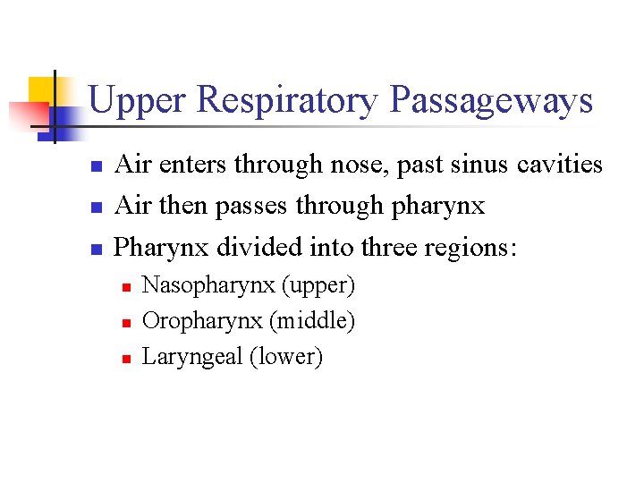 Upper Respiratory Passageways n n n Air enters through nose, past sinus cavities Air