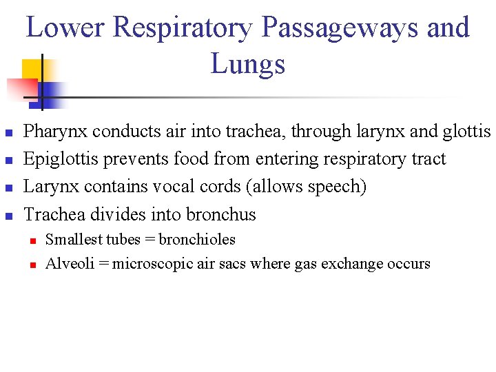 Lower Respiratory Passageways and Lungs n n Pharynx conducts air into trachea, through larynx