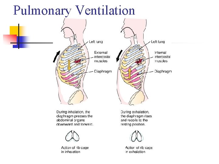 Pulmonary Ventilation 