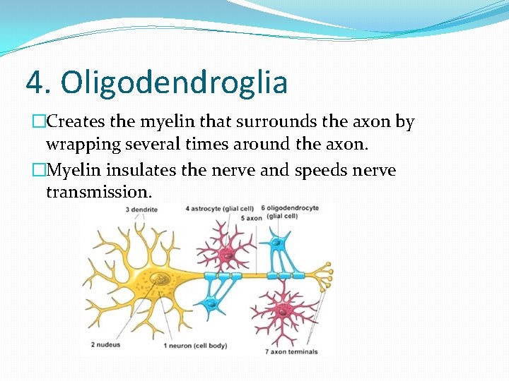 4. Oligodendroglia �Creates the myelin that surrounds the axon by wrapping several times around