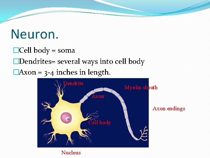Neuron. �Cell body = soma �Dendrites= several ways into cell body �Axon = 3