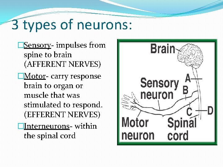 3 types of neurons: �Sensory- impulses from spine to brain (AFFERENT NERVES) �Motor- carry