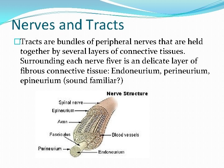 Nerves and Tracts �Tracts are bundles of peripheral nerves that are held together by