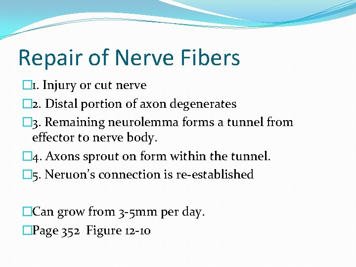 Repair of Nerve Fibers � 1. Injury or cut nerve � 2. Distal portion