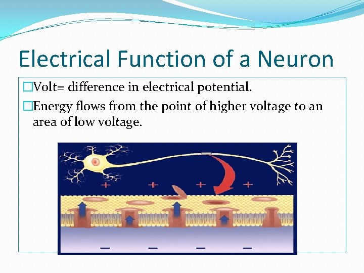 Electrical Function of a Neuron �Volt= difference in electrical potential. �Energy flows from the