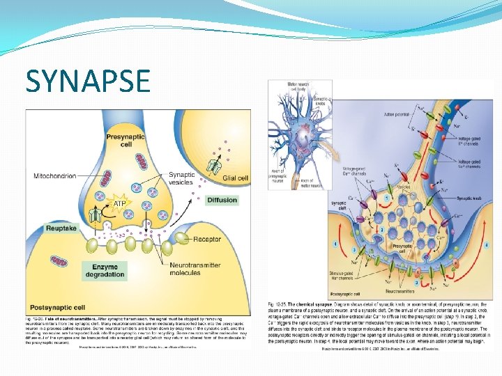 SYNAPSE 