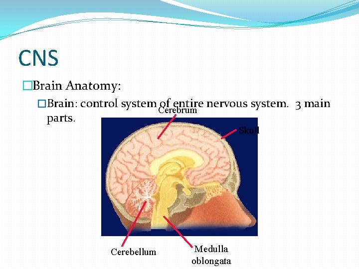 CNS �Brain Anatomy: �Brain: control system of entire nervous system. 3 main Cerebrum parts.
