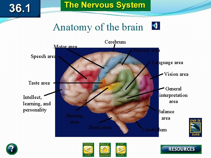 Anatomy of the brain Motor area Cerebrum Sensory area Speech area Language area Vision