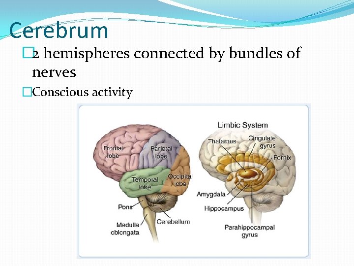 Cerebrum � 2 hemispheres connected by bundles of nerves �Conscious activity 