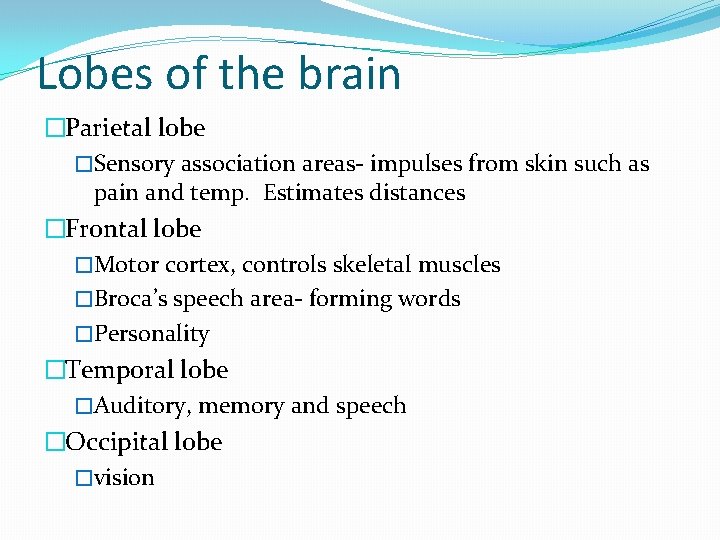 Lobes of the brain �Parietal lobe �Sensory association areas- impulses from skin such as