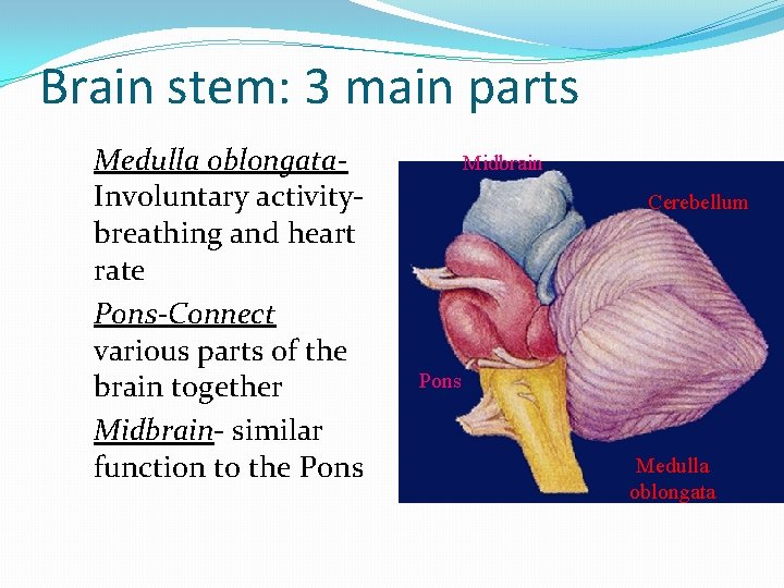 Brain stem: 3 main parts Medulla oblongata. Involuntary activitybreathing and heart rate Pons-Connect various