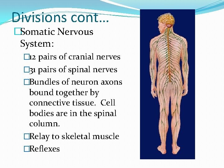 Divisions cont… �Somatic Nervous System: � 12 pairs of cranial nerves � 31 pairs
