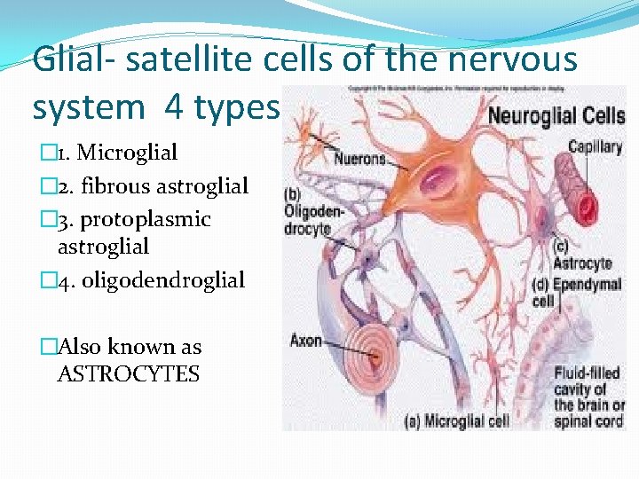 Glial- satellite cells of the nervous system 4 types � 1. Microglial � 2.
