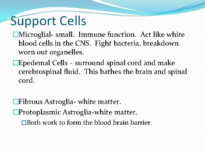 Support Cells �Microglial- small. Immune function. Act like white blood cells in the CNS.