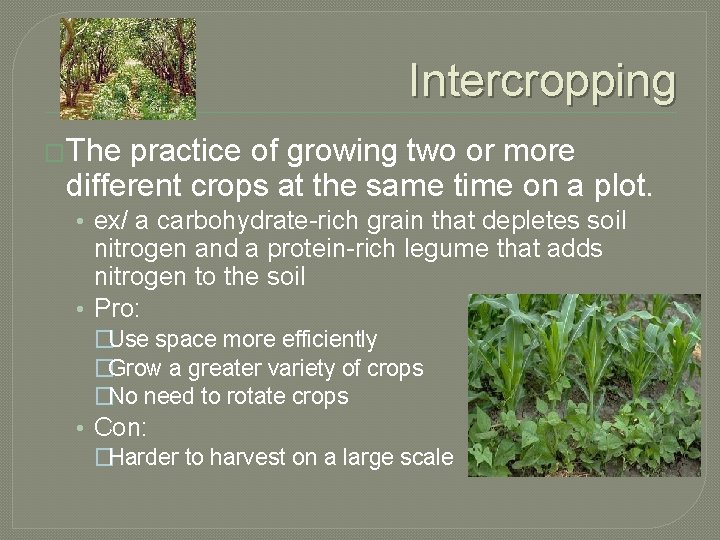 Intercropping �The practice of growing two or more different crops at the same time