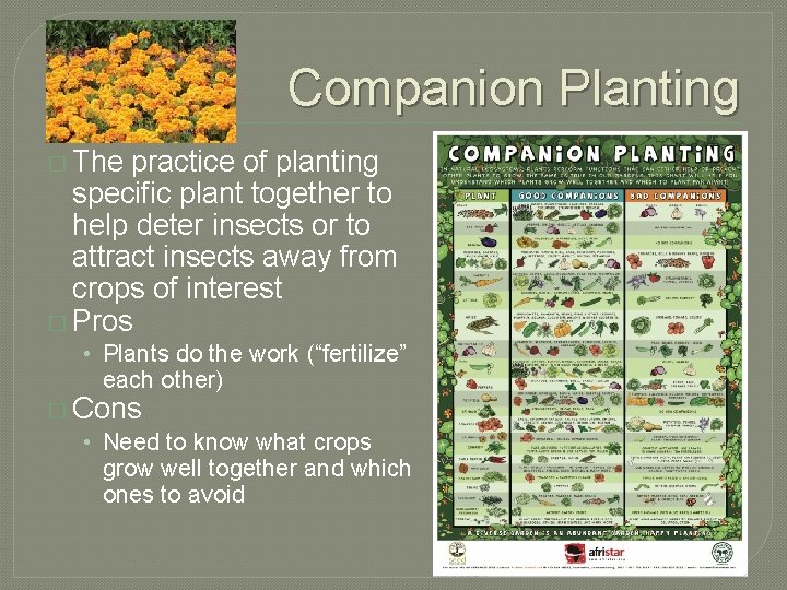 Companion Planting � The practice of planting specific plant together to help deter insects