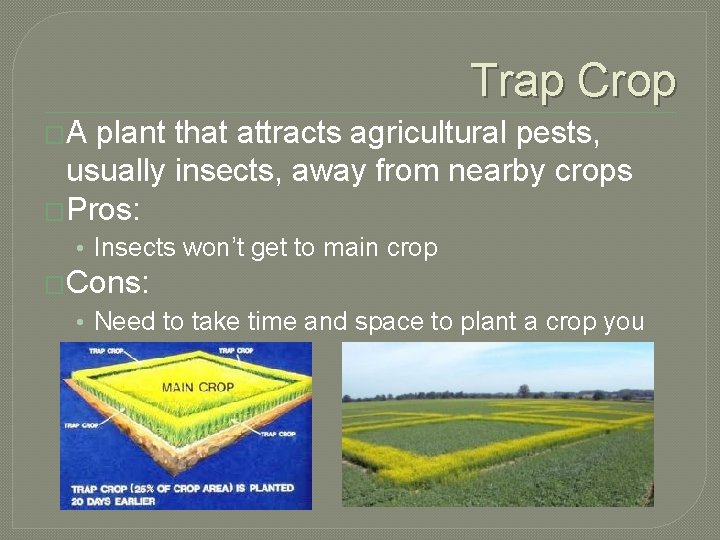 Trap Crop �A plant that attracts agricultural pests, usually insects, away from nearby crops