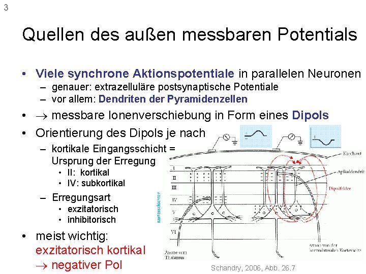 3 Quellen des außen messbaren Potentials • Viele synchrone Aktionspotentiale in parallelen Neuronen –