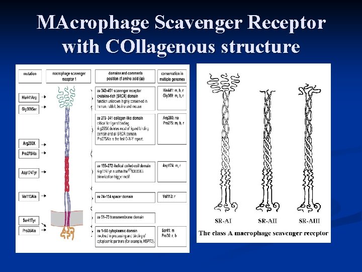 MAcrophage Scavenger Receptor with COllagenous structure 