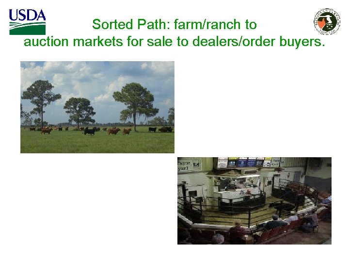 Sorted Path: farm/ranch to auction markets for sale to dealers/order buyers. 