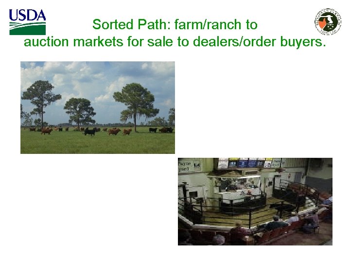 Sorted Path: farm/ranch to auction markets for sale to dealers/order buyers. Sorted Path: farm/ranch to auction markets for sale to dealers/order buyers.