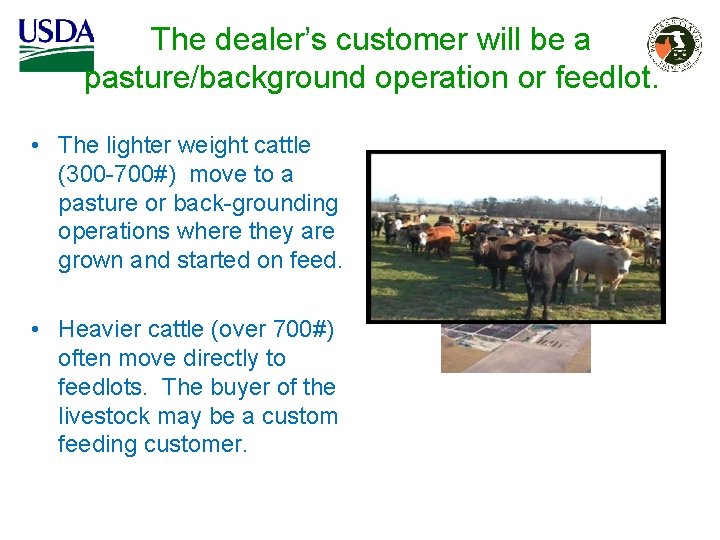 The dealer’s customer will be a pasture/background operation or feedlot. • The lighter weight