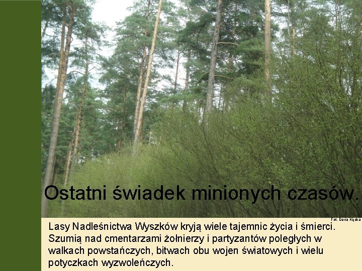 Ostatni świadek minionych czasów. Fot. Daria Kęcka Lasy Nadleśnictwa Wyszków kryją wiele tajemnic życia