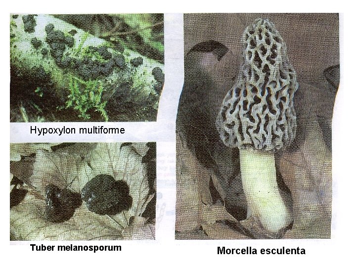 Hypoxylon multiforme Tuber melanosporum Morcella esculenta 