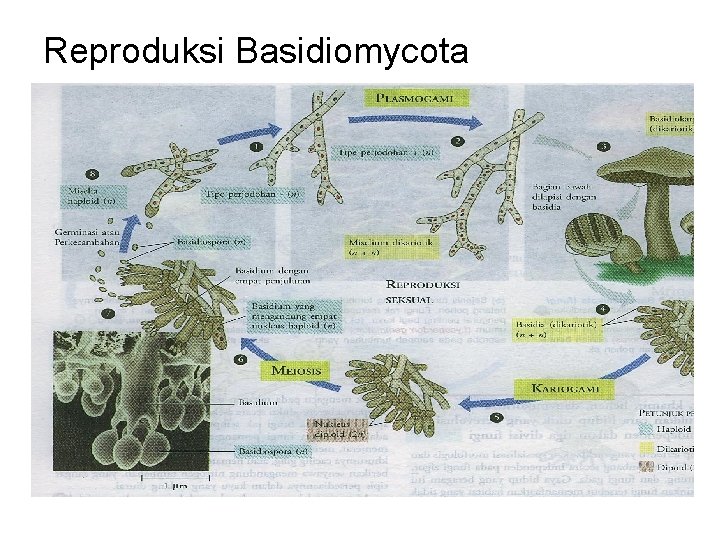 Reproduksi Basidiomycota 