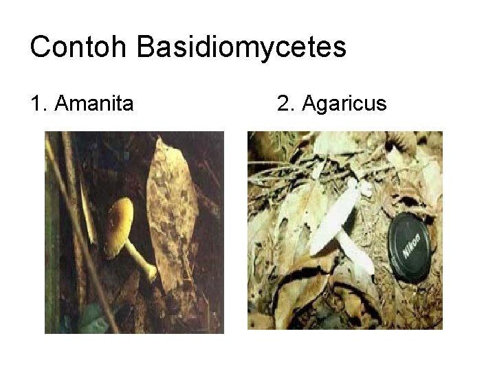 Contoh Basidiomycetes 1. Amanita 2. Agaricus 