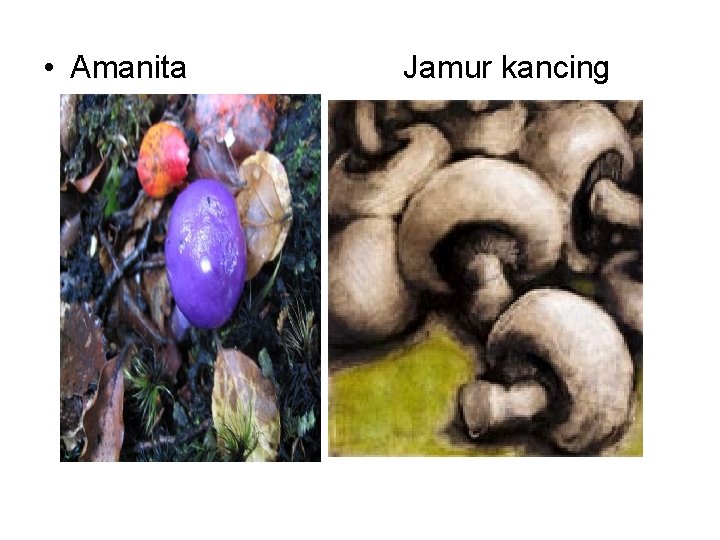  • Amanita Jamur kancing 