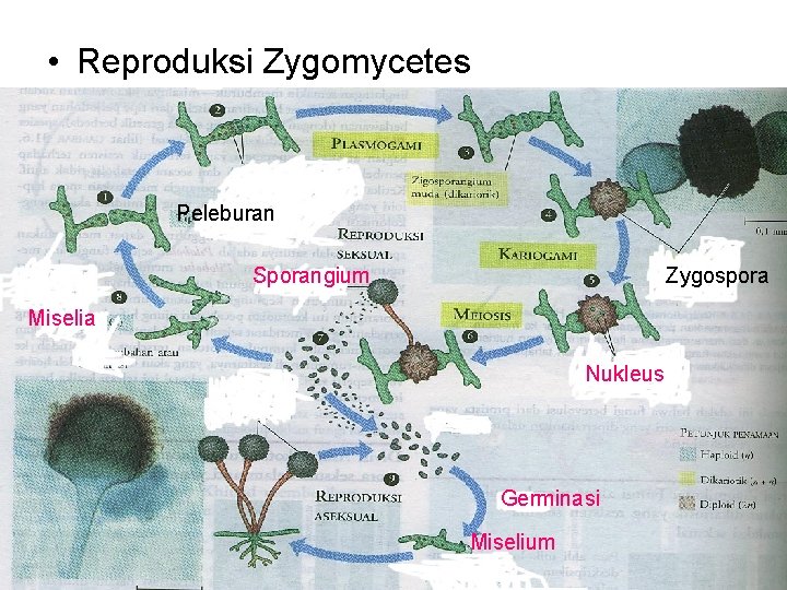  • Reproduksi Zygomycetes Peleburan Zygospora Sporangium Miselia Nukleus Germinasi Miselium 