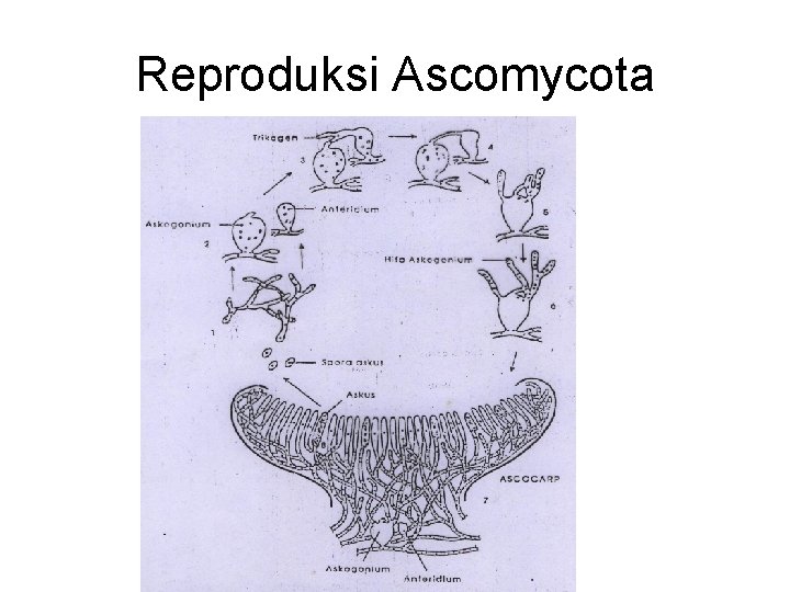 Reproduksi Ascomycota 