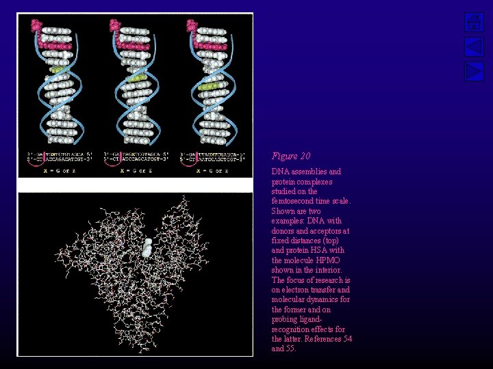 Figure 20 DNA assemblies and protein complexes studied on the femtosecond time scale. Shown