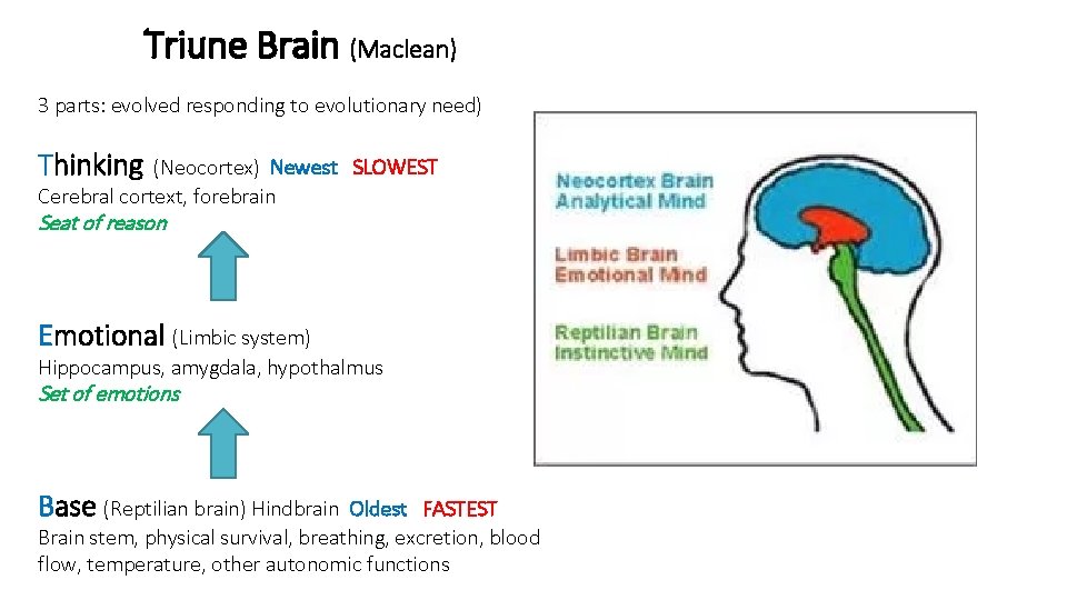 Triune Brain (Maclean) 3 parts: evolved responding to evolutionary need) Thinking (Neocortex) Newest SLOWEST