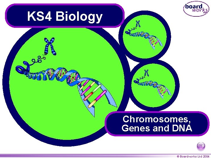 KS 4 Biology Chromosomes, Genes and DNA © Boardworks Ltd 2004 