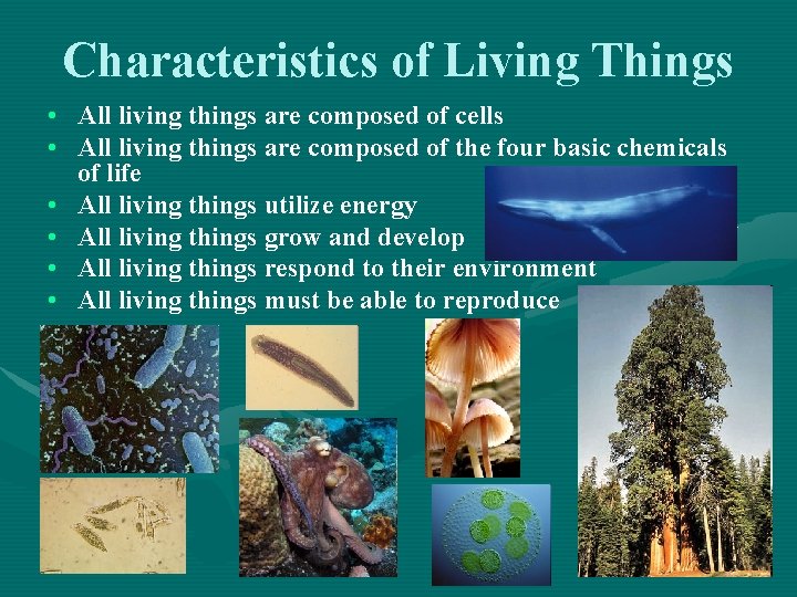 Characteristics of Living Things • All living things are composed of cells • All Characteristics of Living Things • All living things are composed of cells • All
