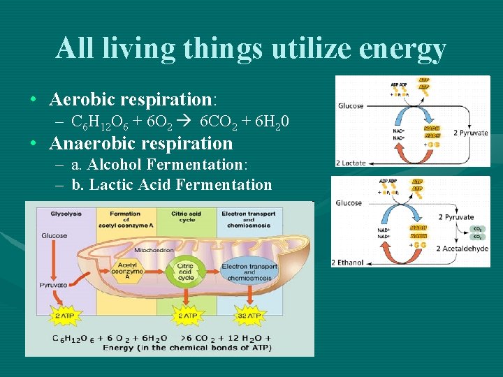 All living things utilize energy • Aerobic respiration: – C 6 H 12 O All living things utilize energy • Aerobic respiration: – C 6 H 12 O