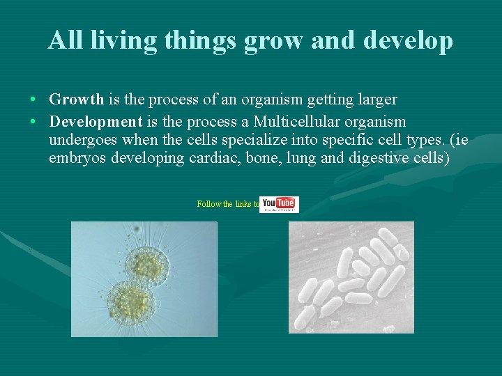 All living things grow and develop • Growth is the process of an organism All living things grow and develop • Growth is the process of an organism